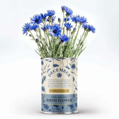 December Birth Flower - Grow Your Own Flower Gift
