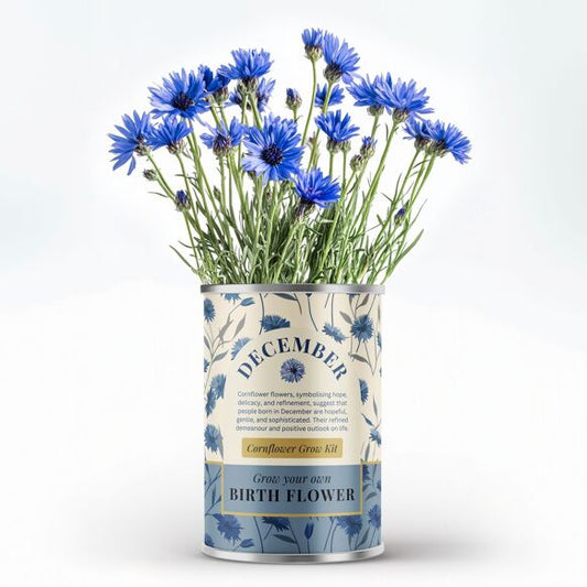 December Birth Flower - Grow Your Own Flower Gift