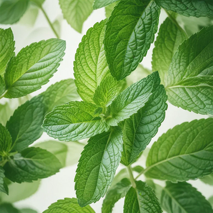 Honeybalm Mint Lip Balm